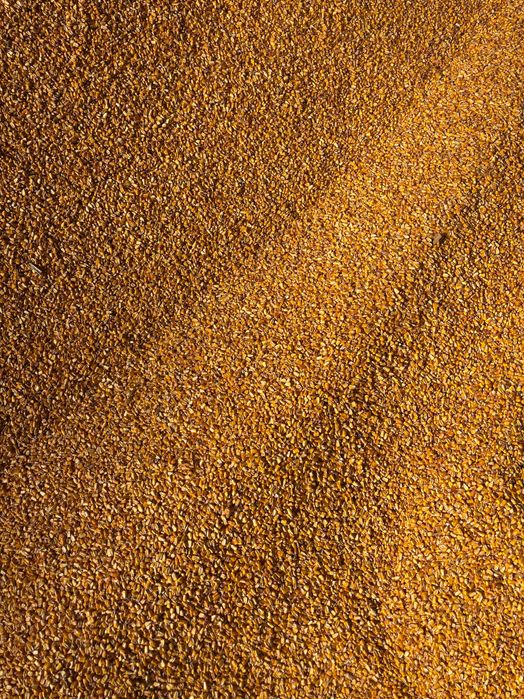 Porumb boabe recolta 2025