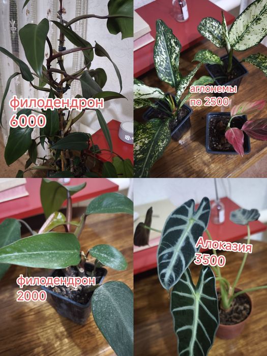Комнатные цветы и садовые