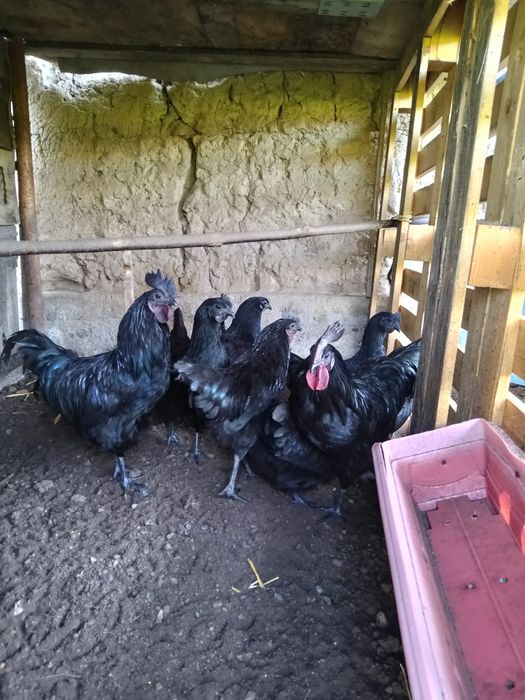 Uhayel tovuqlar sotiladi