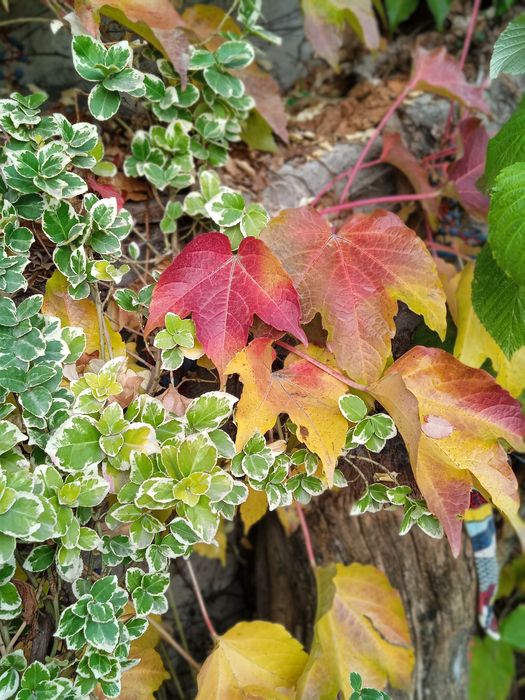 Девичий виноград Вичи