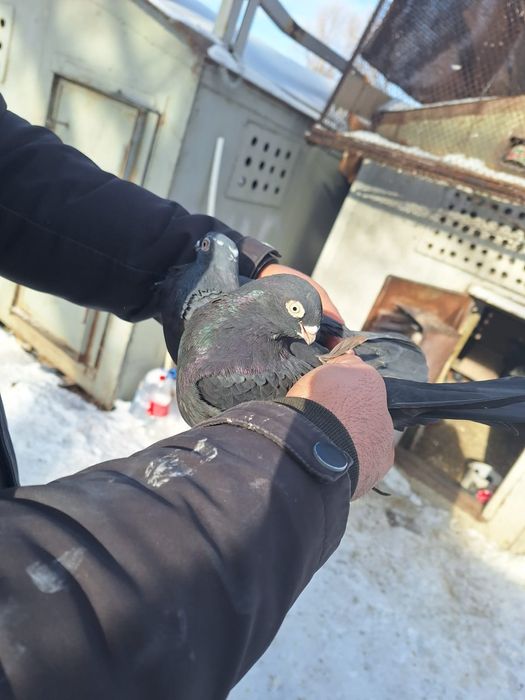 Голуби продаётся