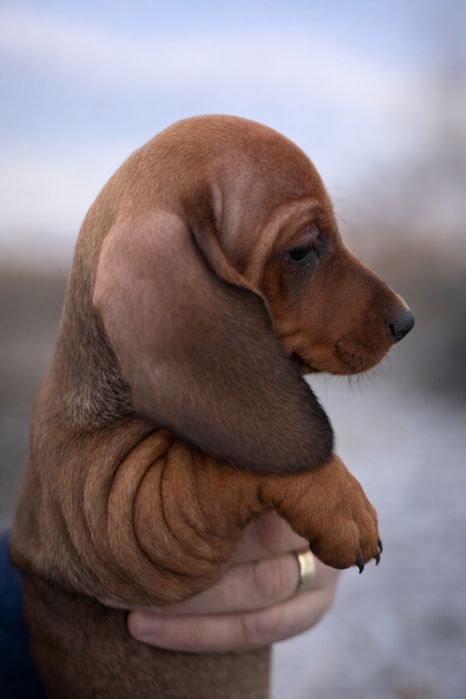 Teckel tekel techel par scurt femela