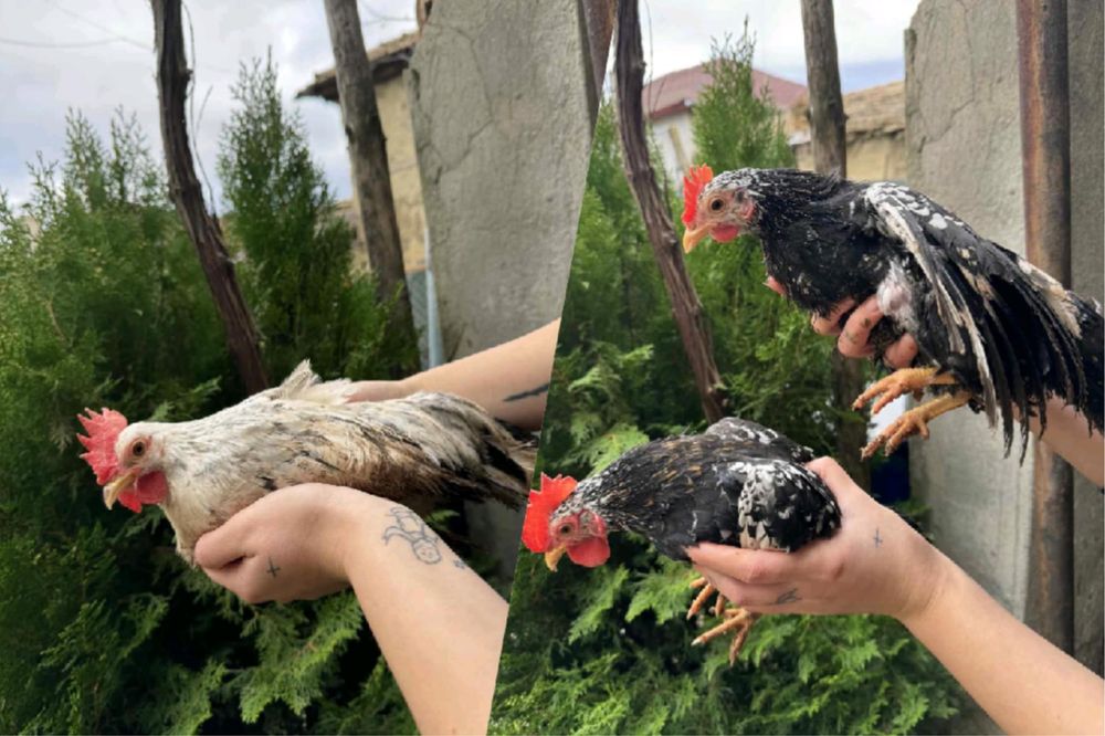 Пилета Струмски и югозападен стандарт