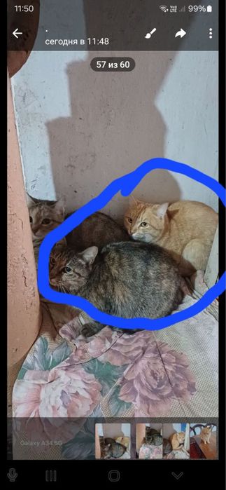 Улкен пышыклар бесплатно