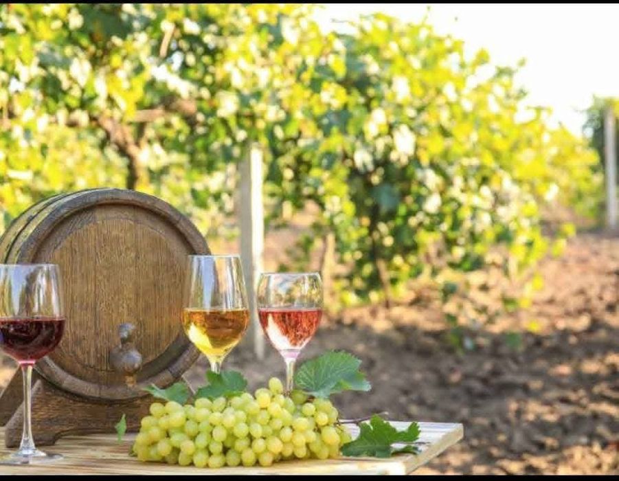 Vindem Strugurii de vin albi și negri