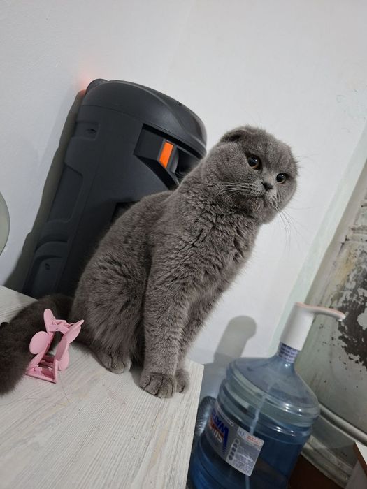 Skottish fold sotiladi