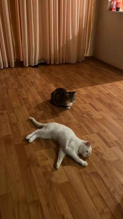 Отдам катёнка девочку