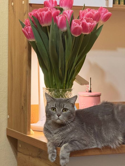 Британка Лиза девочка