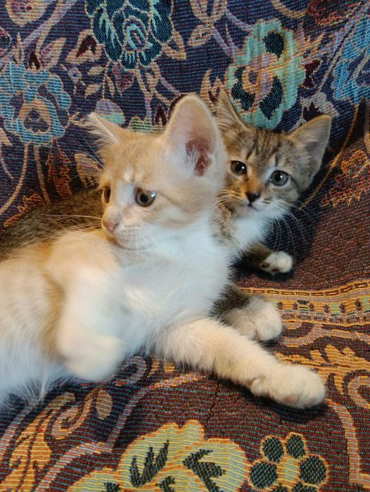 Отдам котят в хорошие руки