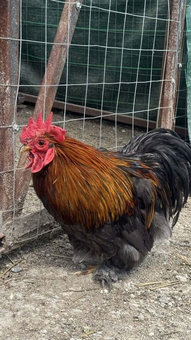 Vând cocoș cochinchina pitic