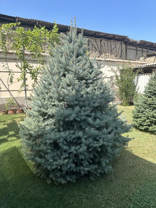 Голубая ель