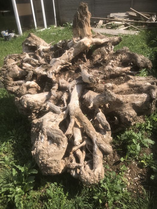 Radacina de fag pentru decotatii gradina