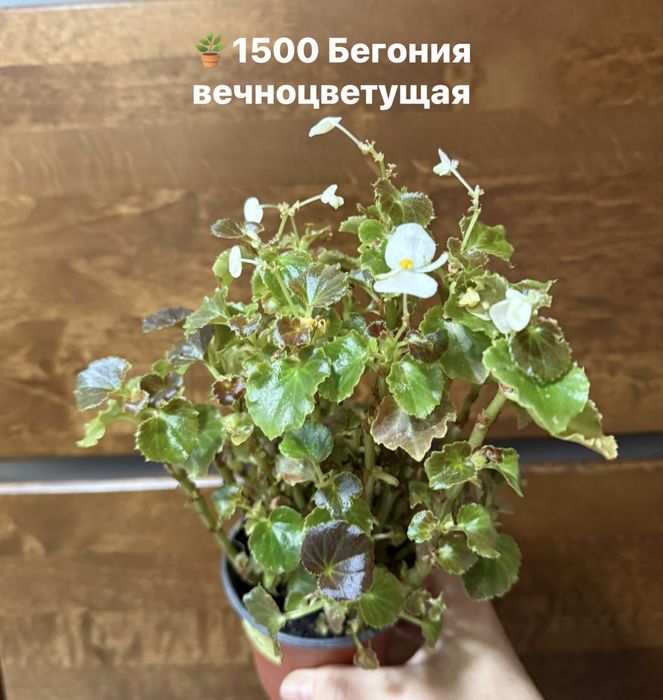 Продам Бегонии вечноцветущие