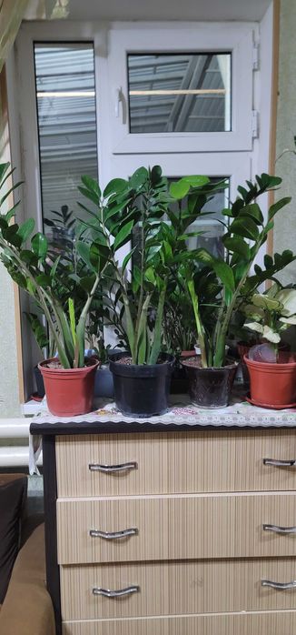 Цветы комнатные и уличные