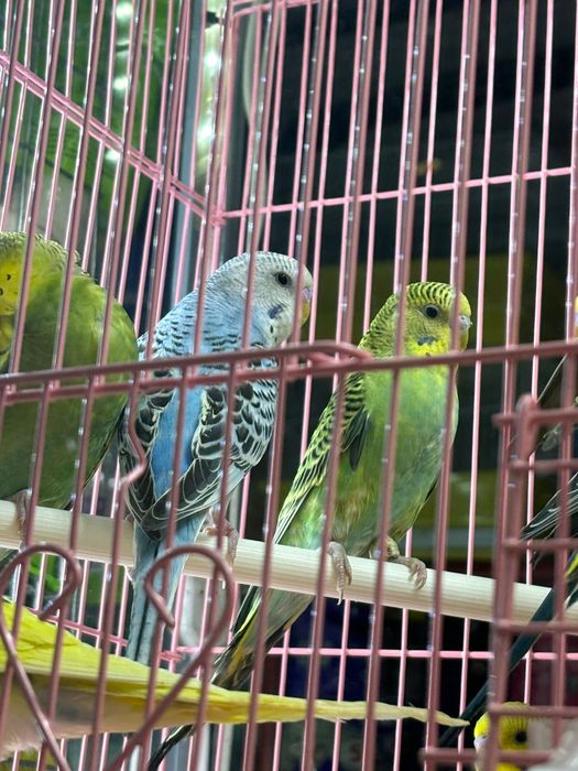 Волнистые попугаи птенцы