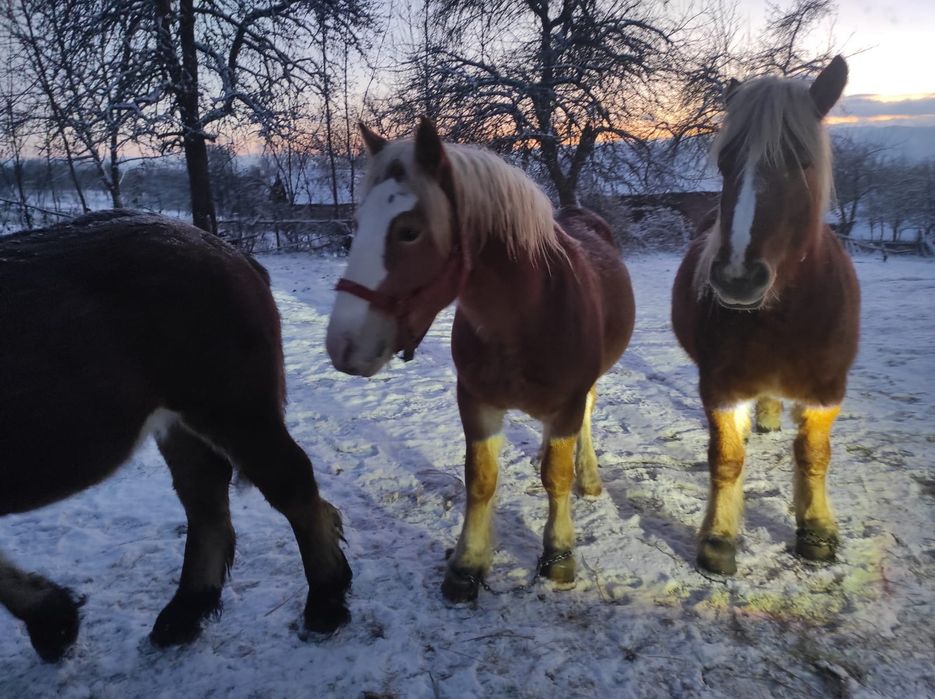 Mânz șarg semigreu