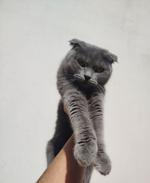 Скоттиш фолд киз бола мушук сотилади