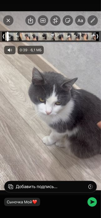 Кошка Маруся ,умная,ласковая