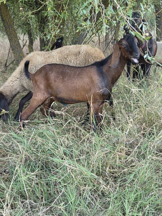 Tapi anglo nubian rasa pura cu pedigree