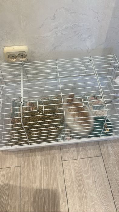 кролик декоративный