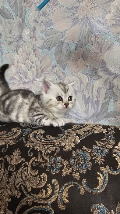 Британские котята