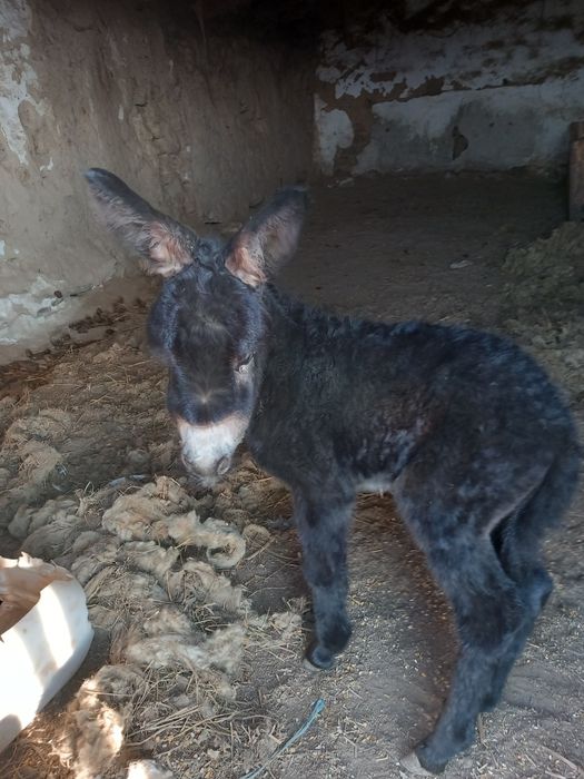 Vând lapte de Măgăriță jud. Constanța