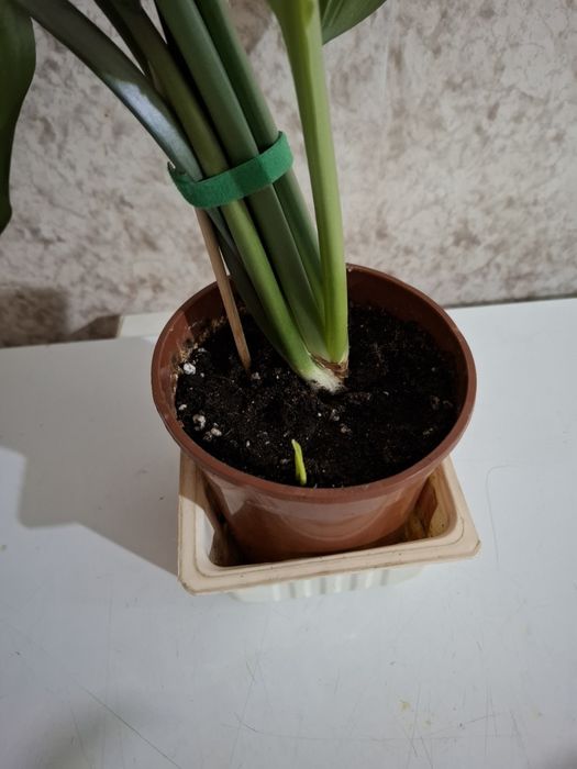 Продам Домашний цветок!