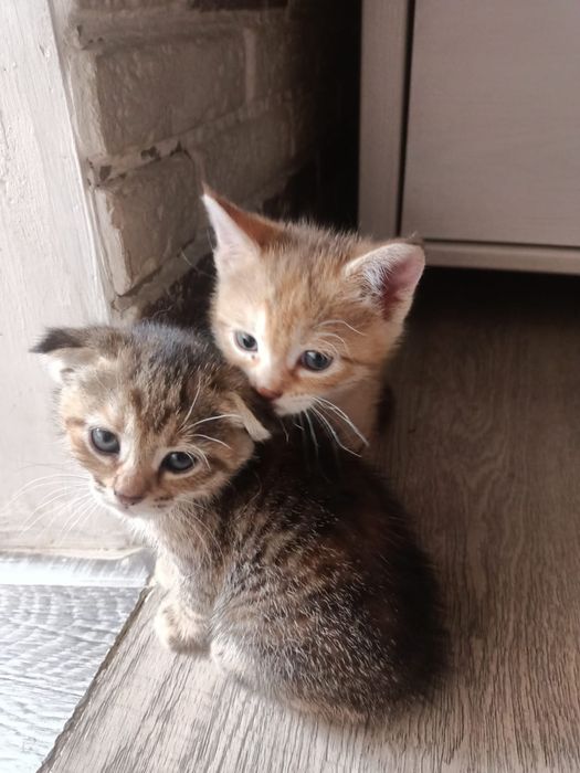 Отдам котят девочки