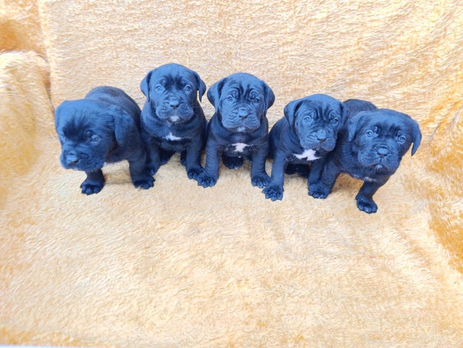 Кане Корсо с Паспорт !