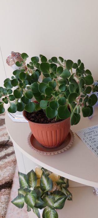 Аихризон -дерево любви