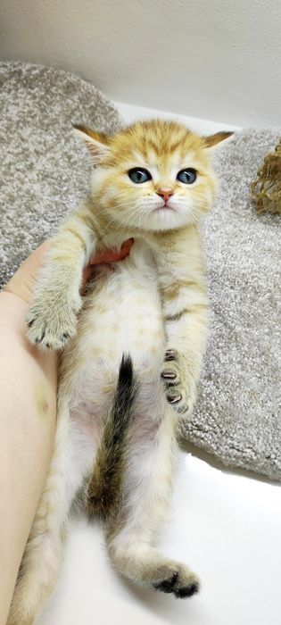 котик БритАнскИй 2 мес