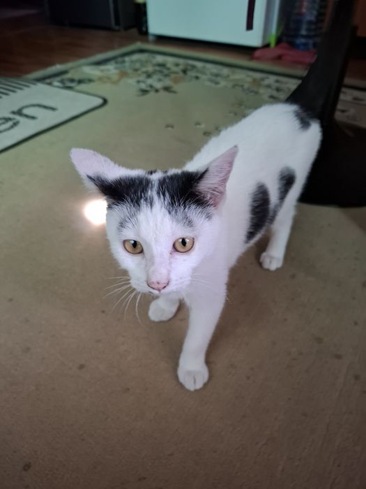 Pisica spre adopție