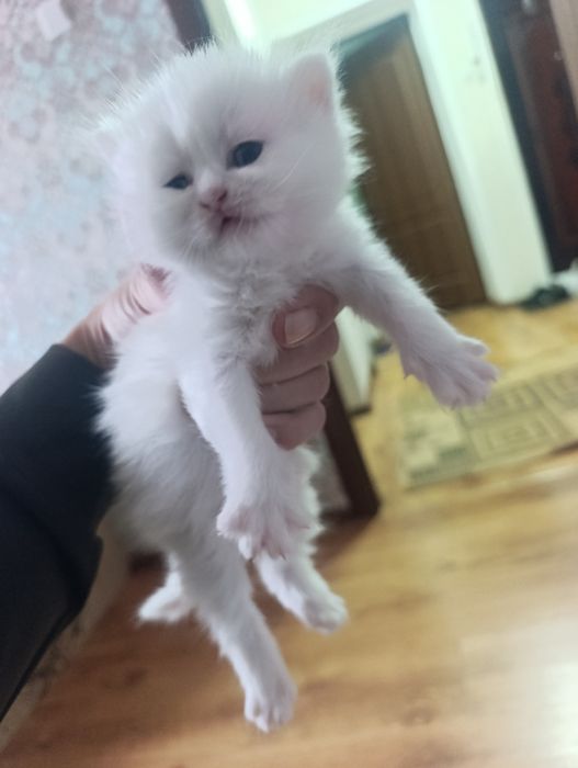 продам котят веслоухие