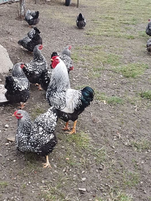 Ouă pt incubat  rasa Wyandotte