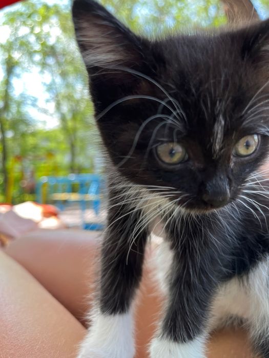 Ищем котятам дом