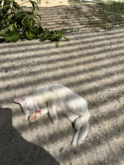 Милая кошечка скоттиш-страйт, 4 месяца