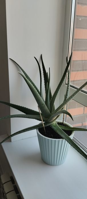 Алоэ комнатное растение