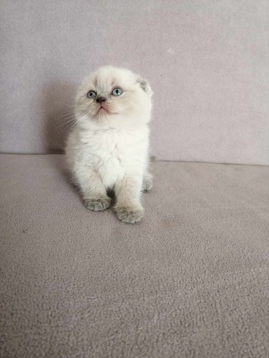 Малко коте  късокосместа чинчила