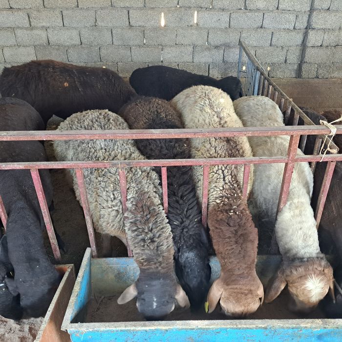 Семиз кошкар койлар