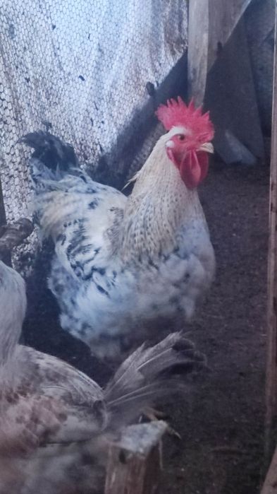 Продавам петли на осем месеца.