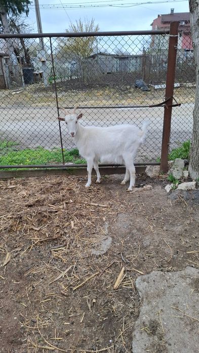 Продавам коза на една година