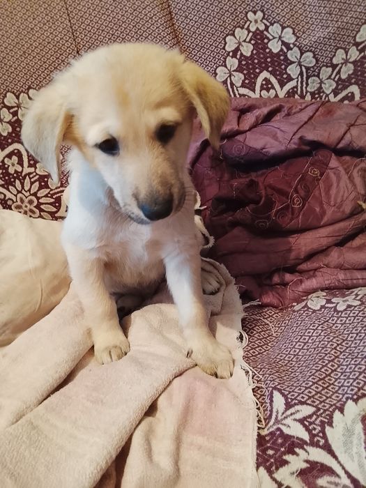 Щенки очень симпатичные метисы