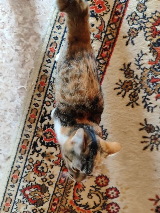 Кошечку отдадим бесплатно