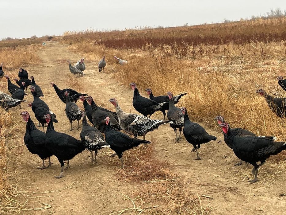 Үндік сатылады..