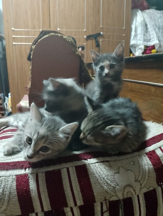 Отдам в добрые руки