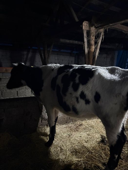 Bălțata cu negru Românesc