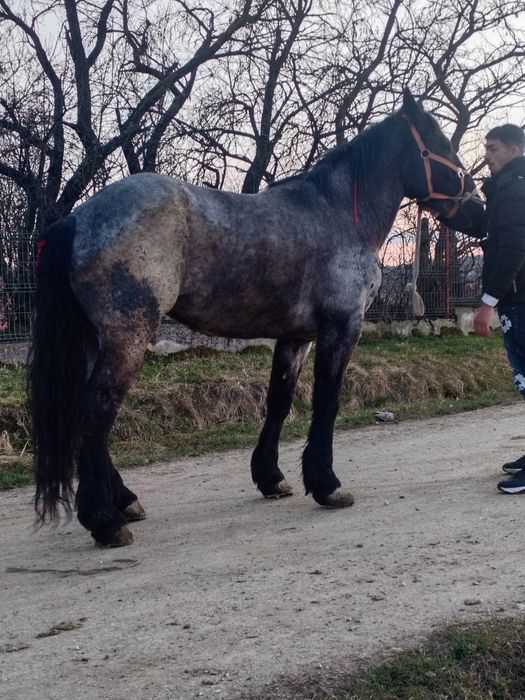 Vând manza de 4 ani