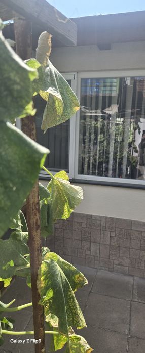 Къща с двор под наем