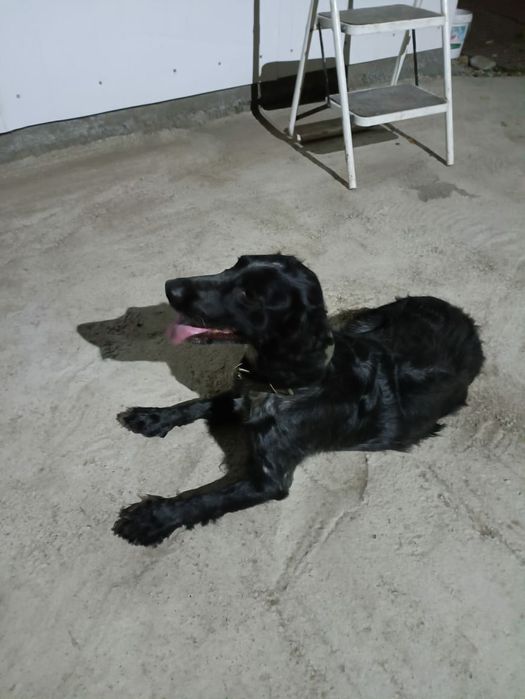 Продам сбаку породы спаниэль