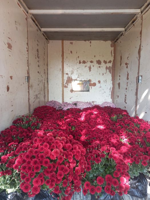 Корейский хризантема.